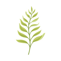 Wide branch with two rows of leaves. Vector illustration on a white background.