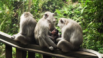 monkey mother breastfeeds baby. Monkey macaque in the rain forest. Monkeys in the natural environment. Bali, Indonesia. Long tailed macaques, Macaca fascicularis