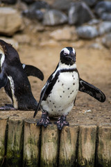 Obraz premium manchot