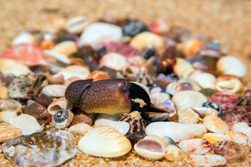 Shells of different shapes lie on the sand close to each other.horizontally.