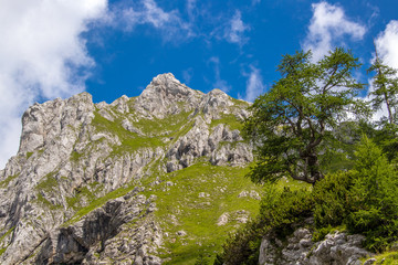 Fototapeta na wymiar Green tree with mountain peak