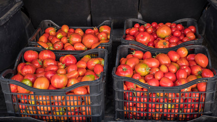 Four boxes with ripe tomatoes in the trunk of a car