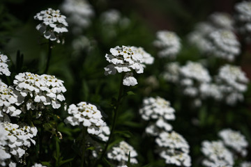 Schleifenblume, blur