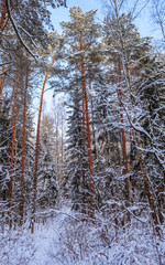 Fototapeta premium Snowy winter forest in a sunny day. Snow-covered spruces and pines on a background of blue sky