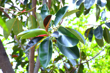 branch of a tree