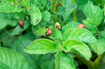 Colorado beetle larvae on green potato tops. Concept of pest control