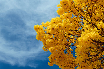 Golden trumpet tree under a blue sky.