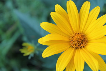 yellow flower