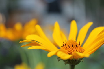 yellow flower on a green background
