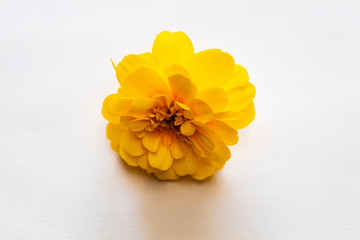 colored flowers on a white background