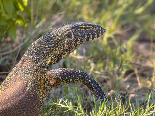 Water monitor portrait