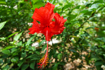 Hibiskus © Sebastian