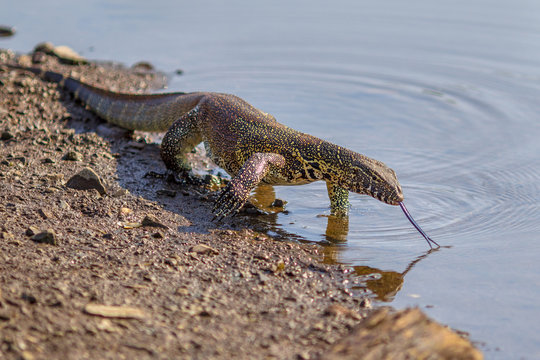 Water monitor on shore