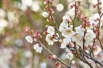 white plum(ume) blossoms in garden