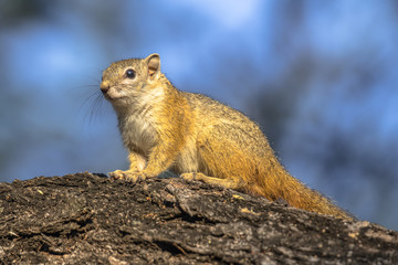 Tree squirrel sitting on branch