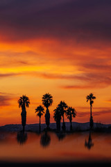 Fototapeta na wymiar Silhouette of palm trees at sunset in Morocco