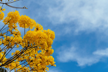 Fototapeta na wymiar Golden trumpet tree under a blue sky.