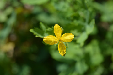 Greater celandine yellow flower on green background