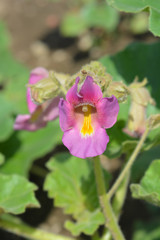 Common devils claw flower in garden