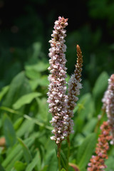 Fleece flower in garden