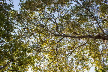 Tree and leafs in beautiful green nature garden, natural color background