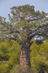 Baobab tree Kruger park close up