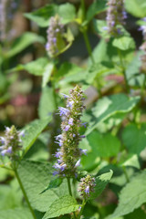 Korean licorice mint in the garden