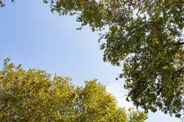 Tree and leafs in beautiful green nature garden, natural color background