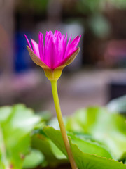Purple lotus flower are blooming in the potted