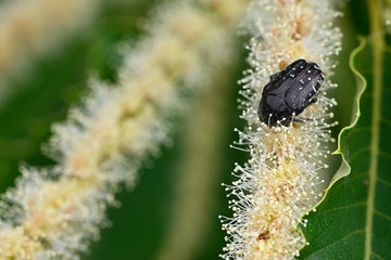Fototapeta premium Cetonia arachnid on a flower of edible chestnut.