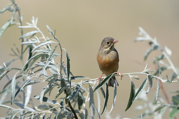 A beautiful oatmeal bird sits on a tree branch with silver-green leaves on a blurry yellow background. Close-up.