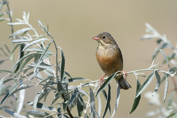 A beautiful oatmeal bird sits on a tree branch with silver-green leaves on a blurry yellow background. Close-up.