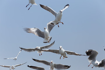 Every year, the seagulls evacuate the cold weather  in warm
