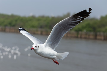 Every year, the seagulls evacuate the cold weather  in warm