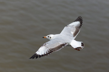 Fototapeta premium Every year, the seagulls evacuate the cold weather in warm
