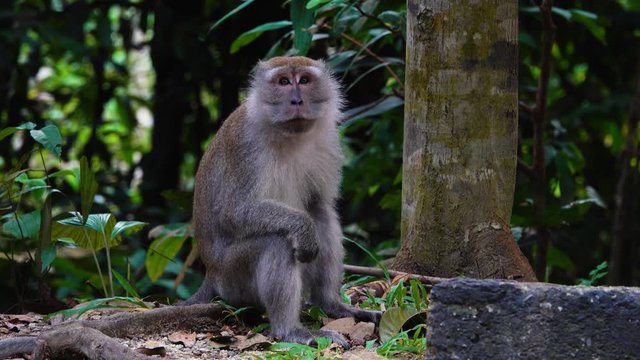 Dusky Leaf Monkey Rainforest Tree looking around. Asia wildlife animal.Close Up Shot.