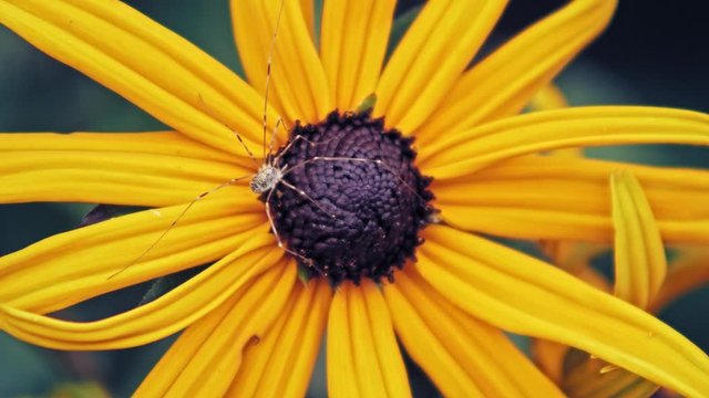 Close-up macro shot of a Phalangium opilio spider resting on a yellow rudbeckia.