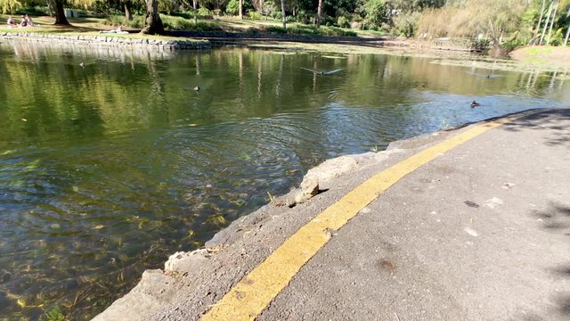 Water Dragon in sun with birds and Ducks flying along pond