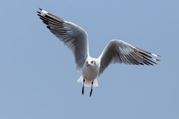 Every year, the seagulls evacuate the cold weather  in warm