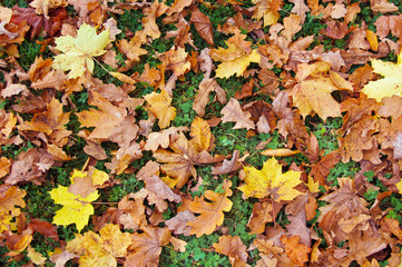 Autumn leaves background