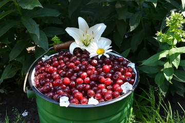 Gifts of summer and autumn: berries of cherry, grapes, fruits of hawthorn and barberry, pear.