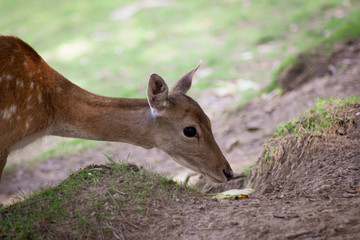 Naklejka na ściany i meble Female Red Deer in the Park
