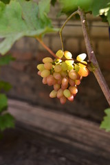 Gifts of summer and autumn: berries of cherry, grapes, fruits of hawthorn and barberry, pear.