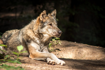 Naklejka na ściany i meble Gray Wolf resting in the Forest