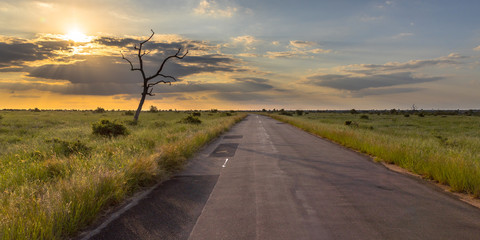 Paved road through savanna