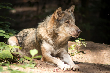 Gray Wolf resting in the Forest