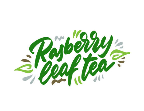Raspberry leaf tea hand drawn illustration. Template for card banner and poster for restaurant menu and package. Vector illustration