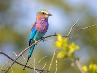 Obraz premium Lilac breasted roller in bush