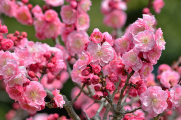 pink plum(ume) blossoms in garden