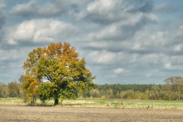słoneczny jesienny dzień, krajobraz pól i lasów wczesną jesienią, niebo lekko zachmurzone